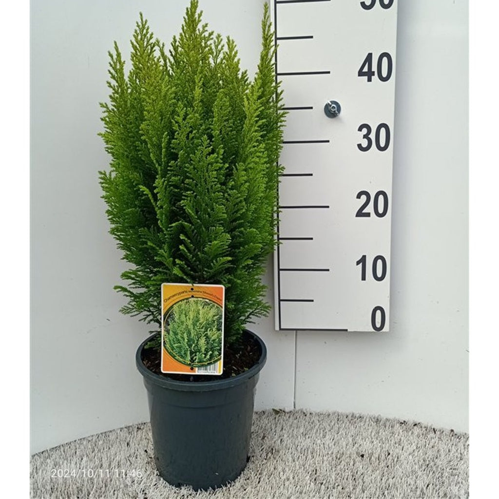 Ädelcypress – Chamaecyparis lawsoniana 'Ellw. Empire' - C3 40-50 CM